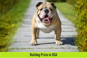 Bulldog Price in USA