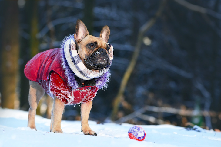 Dogs in the snow how to protect them