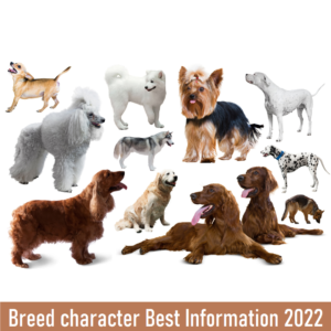 breed character Best Information 2022