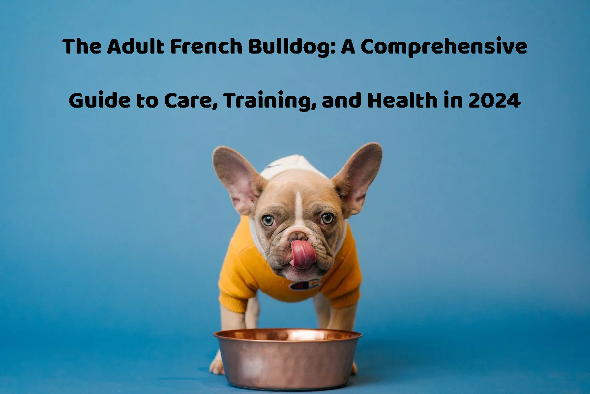 adult french bulldog