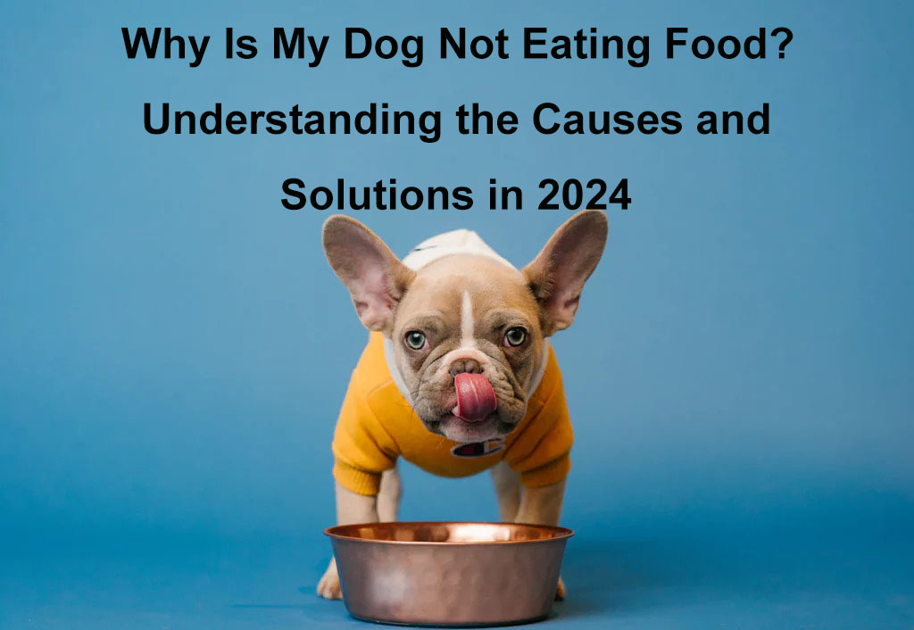dog not eating food