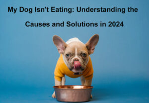 my dog isn t eating